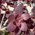 Cotinus coggygria Royal Purple 182345