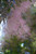 Other Deciduous Cotinus coggygria Royal Purple 182345 