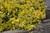 Euonymous Euonymus japonicus Aureomarginatus 182352 