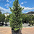 Leyland Cupressocyparis x  leylandii 195052 
