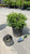 Other Ever. Sh. Cryptomeria japonica Globosa Nana 257853 