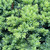 Juniperus procumbens Nana 169542
