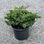 Juniperus procumbens Nana 169542