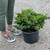 Juniperous Juniperus procumbens Nana 169542 