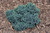 Juniperous Juniperus squamata Blue Star 169558 