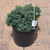 Juniperous Juniperus squamata Blue Star 169558 