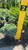 Juniperous Juniperus squamata Blue Star 169558 