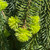 Picea abies Pendula 169683