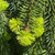  Picea abies Pendula 169683 