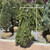  Picea abies Pendula 169683 