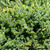 Juniperous Juniperus horizonaltis Wiltonii 187324 