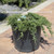 Juniperous Juniperus horizonaltis Wiltonii 187324 