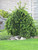  Picea abies Pendula 242947 
