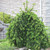  Picea abies Pendula 242947 