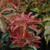 Pieris japonica Mountain Fire 169785