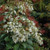  Pieris japonica Mountain Fire 169785 