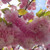 Prunus-tree Prunus serrulata Kwanzan 169886 