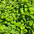 Spirea Spiraea japonica Little Princess 170089 