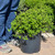 Spirea Spiraea japonica Little Princess 170089 