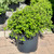 Spirea Spiraea japonica Little Princess 170089 