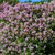  Syringa meyeri Palibin 170111 