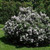  Syringa pubescens patula Miss Kim 170119 