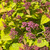 Spiraea x bumalda Goldflame 182355