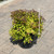 Spiraea x bumalda Goldflame 182355