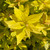 Spiraea japonica Gold Mound 183029