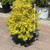 Spirea Spiraea japonica Gold Mound 183029 