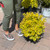 Spirea Spiraea japonica Gold Mound 183029 