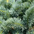  Picea pungens Glauca Globosa 204228 