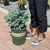  Picea pungens Glauca Globosa 204228 