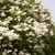  Syringa x hyacinthiflora Mount Baker 215794 