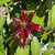  Pieris japonica Katsura 246100 