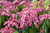  Pieris japonica Katsura 246100 