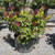  Pieris japonica Katsura 246100 