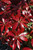  Pieris japonica Katsura 246100 