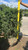 Taxus x media Hatfieldii 273033