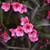 Weigelia Weigela florida Wine and Roses 170243 