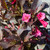 Weigela florida Wine and Roses 175539