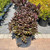 Weigelia Weigela florida Wine and Roses 175539 
