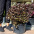 Weigelia Weigela florida Wine and Roses 175539 