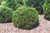  Thuja occidentalis Hetz Midget 183143 