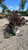 Weigelia Weigela florida Spilled Wine 228110 