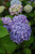  Hydrangea macrophylla E.S.DREAMCLOUD 328675 