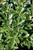 Ilex crenata Hoogendorn 169374