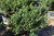  Ilex crenata Hoogendorn 169374 