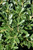  Ilex crenata Hoogendorn 169374 