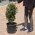 Ilex crenata Steeds 189456
